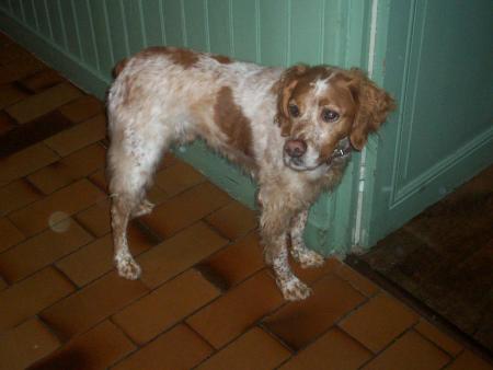 Mon chien, Mozart !!!